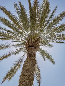 Photo of a palm tree